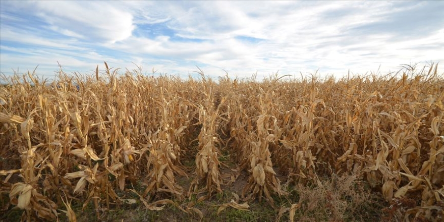 Fındığın çöpü, mısırın sapı sanayiye enerji verecek