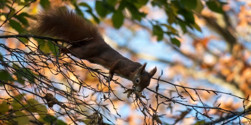 Ağaçtaki sincabı öldürmek isterken kendisi öldü