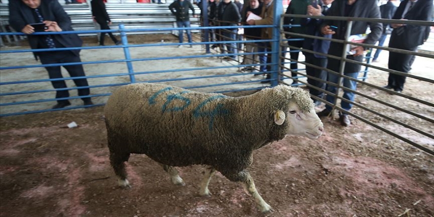 Koç 21 bin liraya satıldı