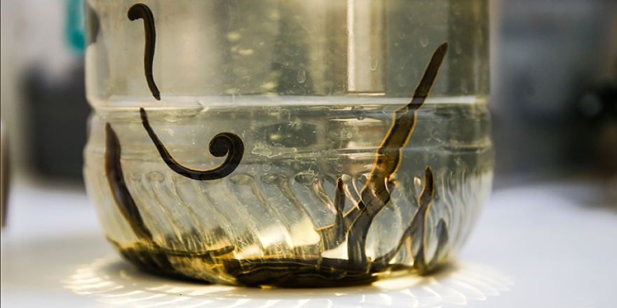 Iğdır Üniversitesinden sülük yetiştiriciliğine destek