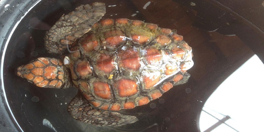 Plastik poşet yutan kaplumbağa öldü