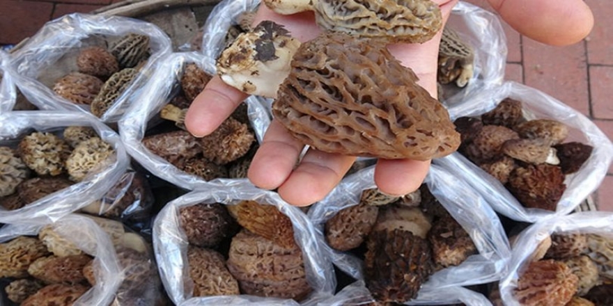 Kuzugöbeği mantarı kilosu 100 TL’den satılıyor