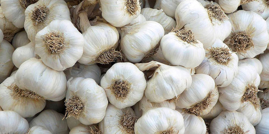 Kainat eczanesinden sarımsak antibiyotikten daha etkili