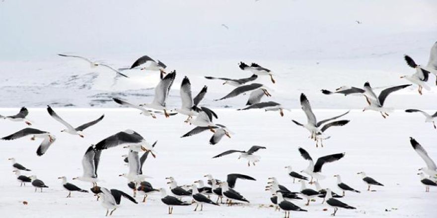 Buzla kaplı Çıldır Gölü'nde avlanamayan martıları besliyor