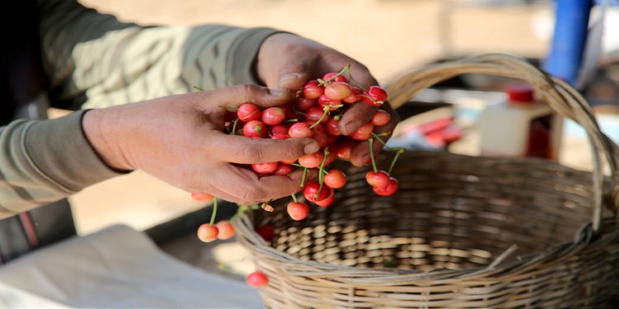 Sezonun ilk kirazı hasat edildi