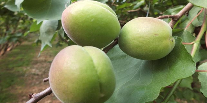 Mersin'de örtü altında kayısı hasadı başladı