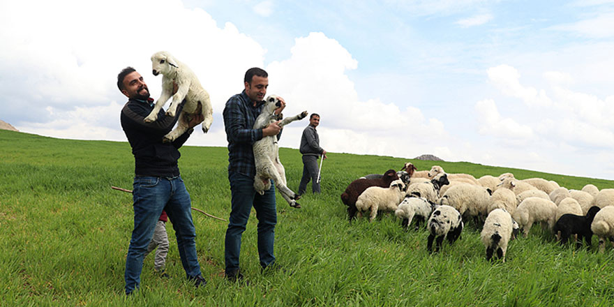 Hafta içi mühendis hafta sonu çoban kardeşler