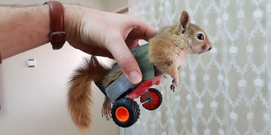 'Hayat tamircisi' bu kez felçli sincabı yürüttü