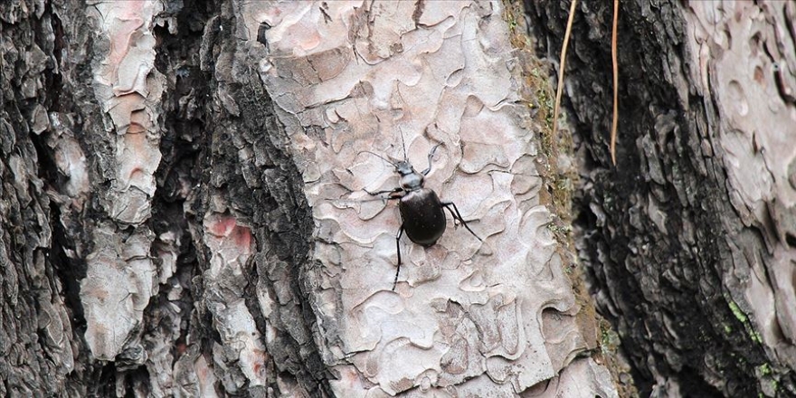 İstanbul'un ormanlarını 'gladyatör' koruyacak