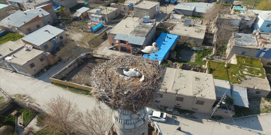 Leylekler 59 yıldır aynı minarede konaklıyor