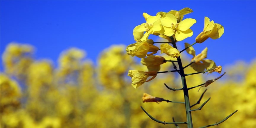 Edirne çiftçisi alternatif ürün kanolaya yöneldi