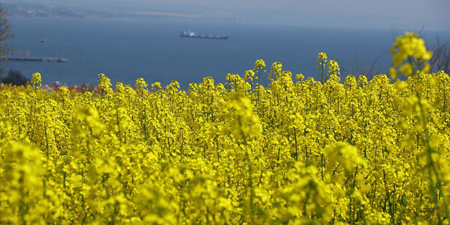 Trakya'da 'sarı bahar'