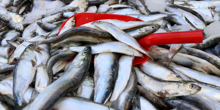 Kovid-19'a karşı ikinci balık tüketim kampanyası başlıyor