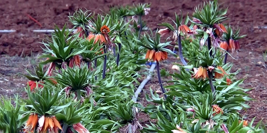 'Ağlayan gelin' tarıma kazandırılıyor