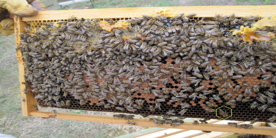 Çukurovalı arıcılar göçe hazırlanıyor