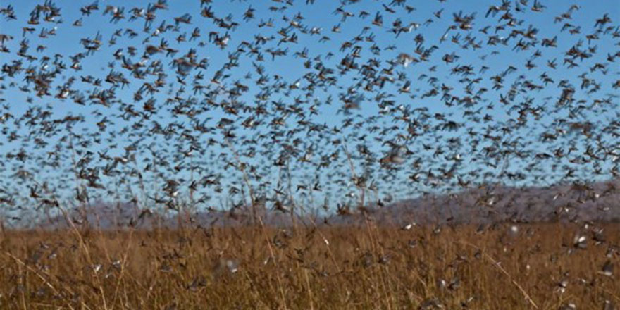 Çekirge sürüsü Suudi Arabistan ve Mısır'ı istila edecek