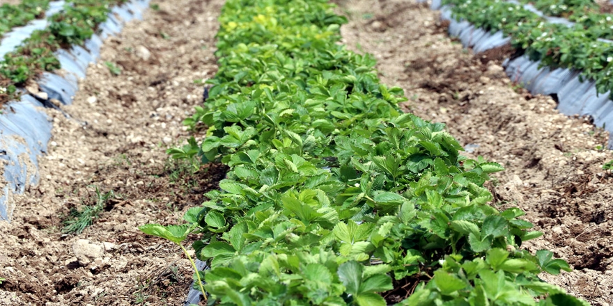 "Türkiye'deki çilek fidelerinin yüzde 60'ı Kayseri'de üretiliyor"