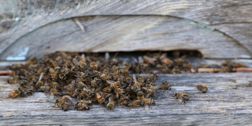 Muğla'da toplu arı ölümü