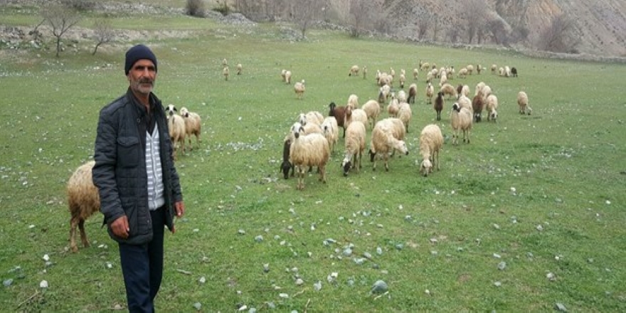 Bozulmuş peynirler, koyunları telef etti
