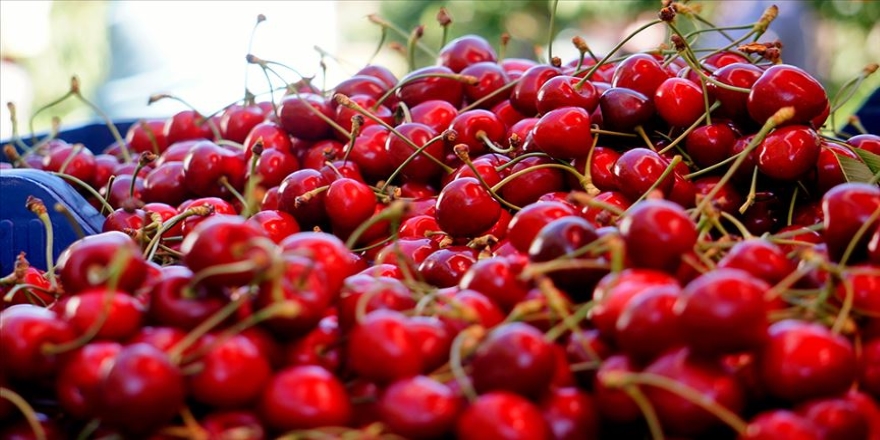 Türkiye ile Çin arasında kiraz ticareti