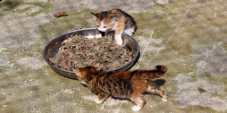 Edirne'de kedilere yarım ton ciğer dağıtıldı