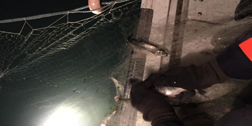 Van'da kaçak avlanan 250 kilogram inci kefali ele geçirildi