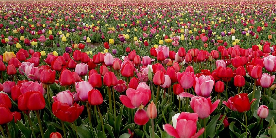 Konya'da 'Yerdeki gökkuşağı'na yoğun ilgi