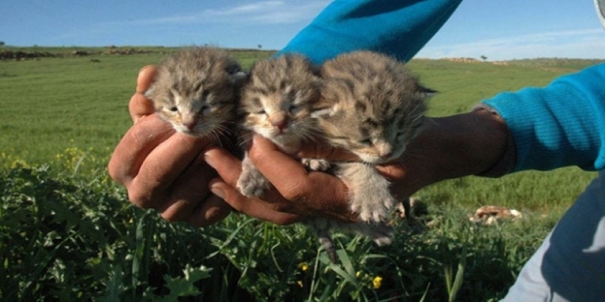 Diyarbakır'da 3 yavru leopar bulundu