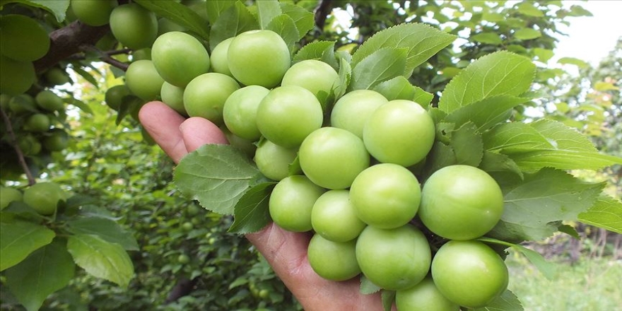 İlk hasat yapıldı, tezgahlarda kilogramı 50 TL'den yerini aldı