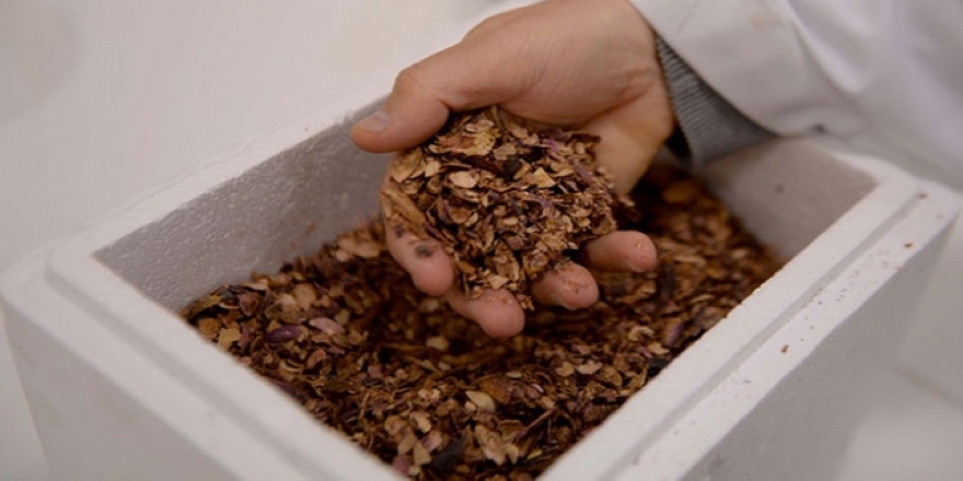 Antep fıstığı kabuğu ilaç sanayisine kazandırılacak