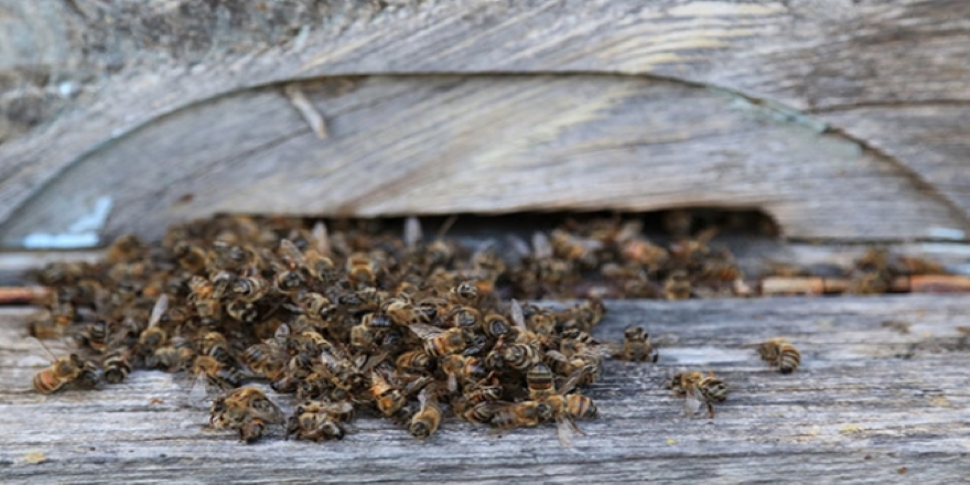 Muğla'daki toplu arı ölümlerinin sebebi 'tarım ilacı' çıktı