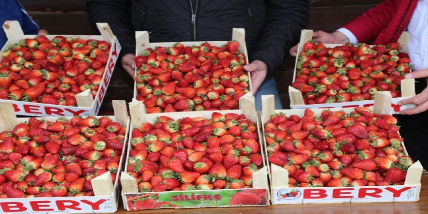 Karadeniz'de çilek hasadına başlandı