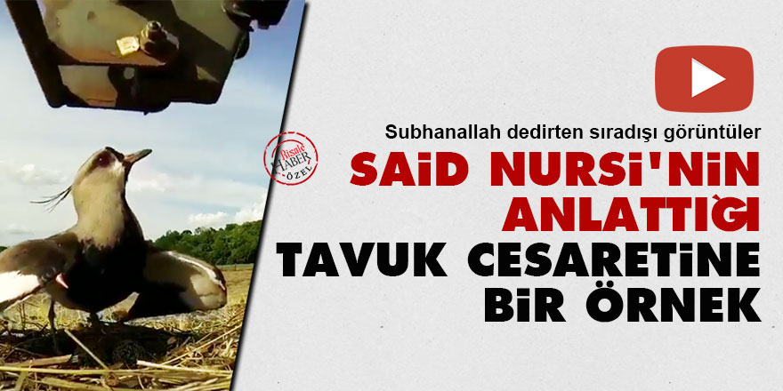 Said Nursi'nin anlattığı tavuk cesaretine bir örnek