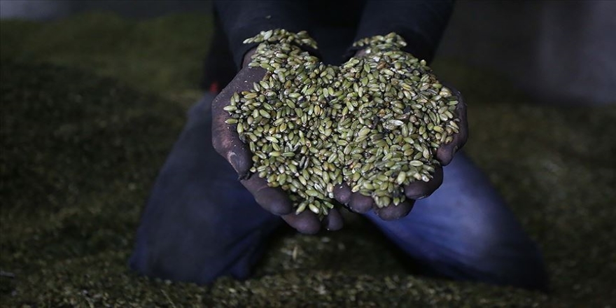 Filistin'de ramazan mutfağının aranan lezzeti 'firik'