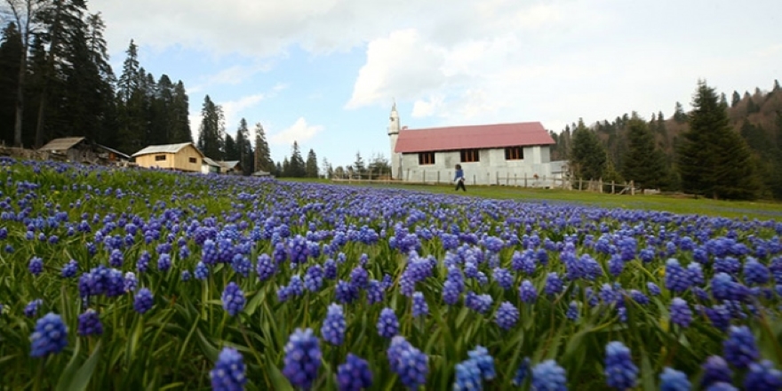 Düzce yaylaları baharın gelişiyle renklendi