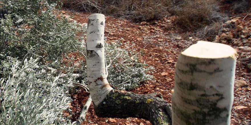 İşgalci Yahudiler Filistinli'ye ait 150 zeytin ağacını kesti