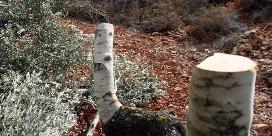 Yahudi yerleşimciler Filistinli çiftçiye ait 150 zeytin ağacını kesti