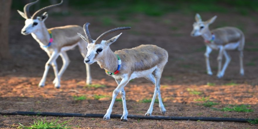 Nesli tükenmekte olan ceylanlara bahçesinde bakıyor