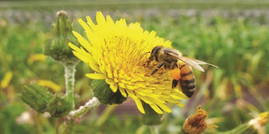 Bir milyon tür tehlikede