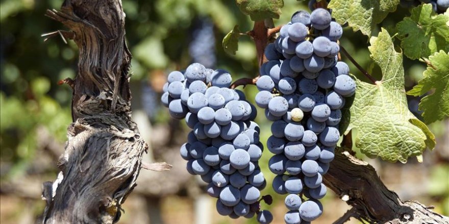 Elazığ'ın meşhur gıdasına tescil