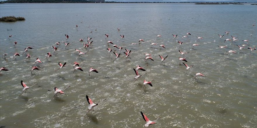 İzmir Kuş Cenneti'nde 20 bin flamingo kuluçkaya yattı