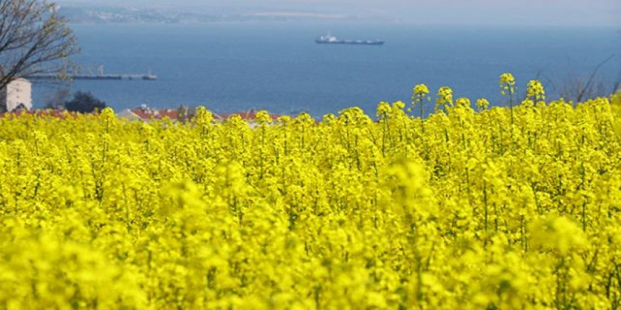 Türkiye'de kanola ekim alanı 900 bin dekara yükseldi