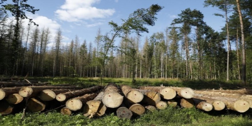 Orman ürünlerinden 1 milyar dolarlık katkı bekleniyor