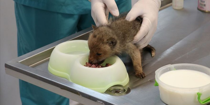 Tilki yavruları belediyenin korumasında