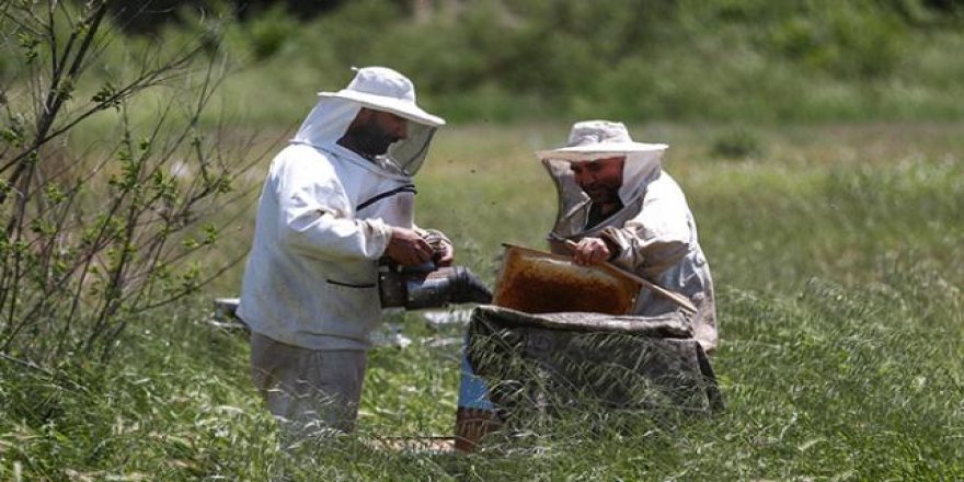 Narenciye balı hasadı başladı