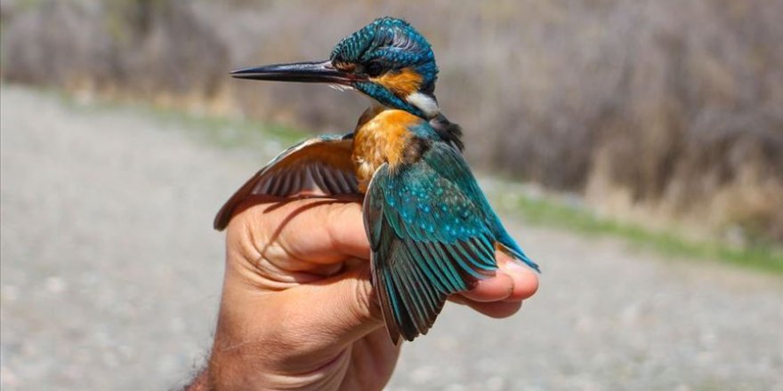 Aras Kuş Cenneti'nde 11 yılda 105 bin kuş halkalandı