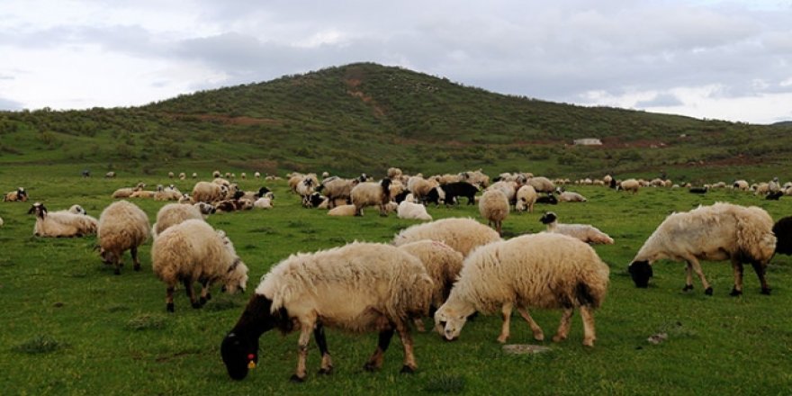 Genç Çiftçi Projesi için koyun alımı yapılacak