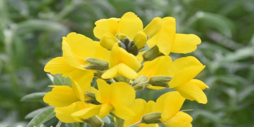 Bu çiçeği koparmanın cezası 60 bin lira