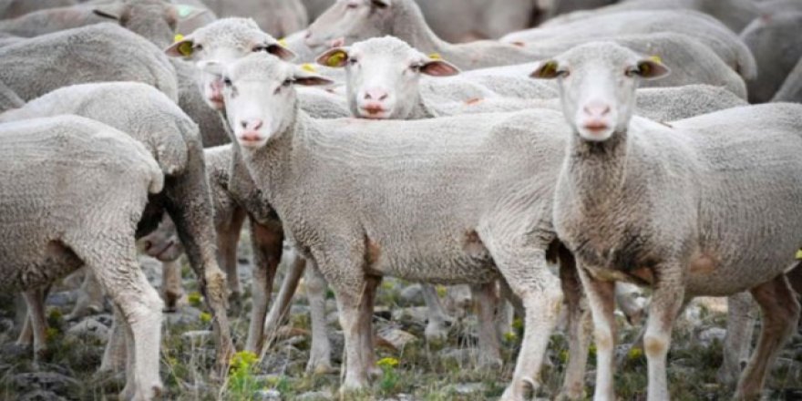 Fransız çiftçi sınıfın kapanmasını önlemek için okula 15 koyun kaydettirdi