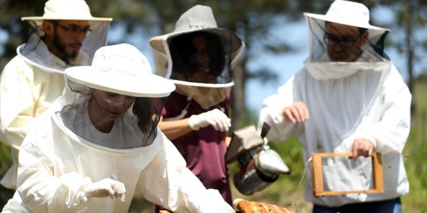 Arıcılar rotalarını arı zehrine çevirecek